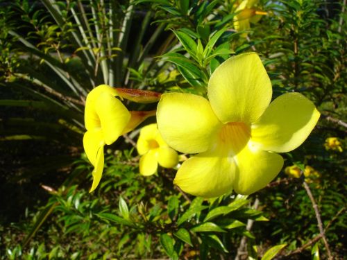 Gėlės, Geltona, Brazilija, Amazon, Geltonos Gėlės, Gamta, Žiedas, Flora, Žydėti
