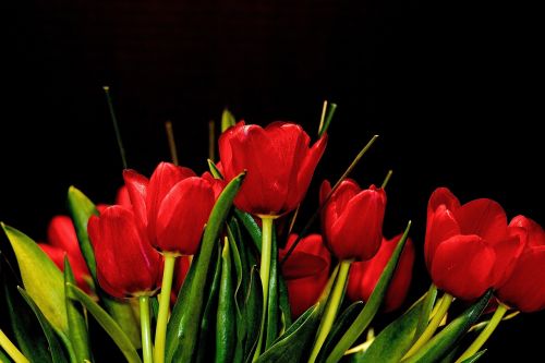 Gėlės, Tulpės, Raudona, Gamta