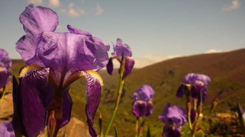 Gėlės, Spalva, Hibridinis Olandų Iris, Floristika, Bierzo
