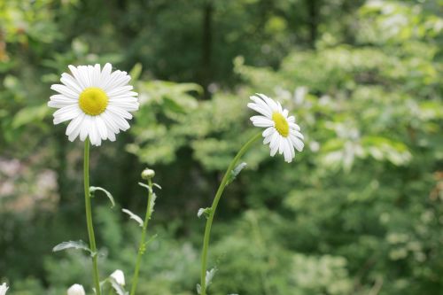 Daisy, Gėlės, Balta Gėlė, Pavasaris, Korėjos Respublika, Jų Mamos, Marškiniai, Gamta