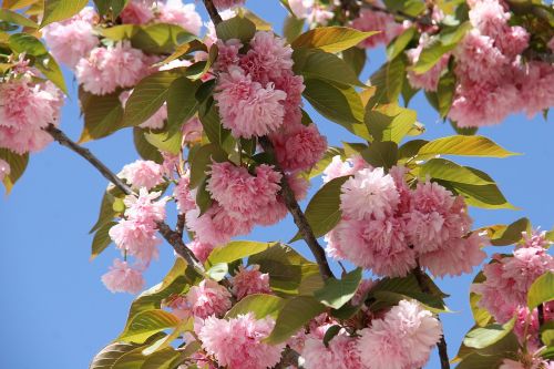 Japonų Vyšnių Žiedai, Gėlės, Pavasaris, Žydėti, Gamta, Medis
