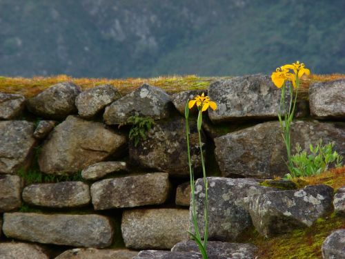 Gėlės, Peru, Akmenys, Inka, Architektūra, Siena
