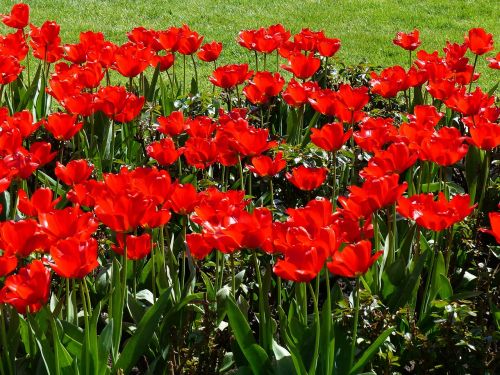 Gėlės, Tulpės, Raudona, Augalas, Gamta, Pavasaris, Žiedas, Žydėti, Flora