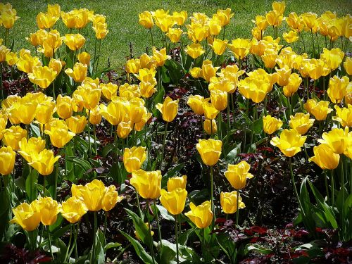 Gėlės, Tulpės, Geltona, Augalas, Gamta, Pavasaris, Žiedas, Žydėti, Flora