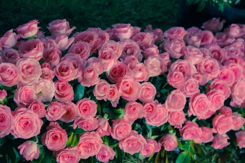 Gėlės, Gražios Gėlės, Gražios Gėlės, Rožės, Rožinis, Geliu Lova
