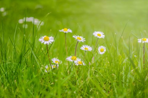 Gėlė,  Vasara,  Pavasaris,  Sodininkystė,  Sodas,  Žydi,  Natūralus,  Flora,  Spalva,  Žalias,  Pieva,  Gėlės