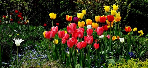 Gėlės, Tulpės, Grožis, Gamta, Augalas, Spalvos, Sodas, Pavasaris, Žydėti