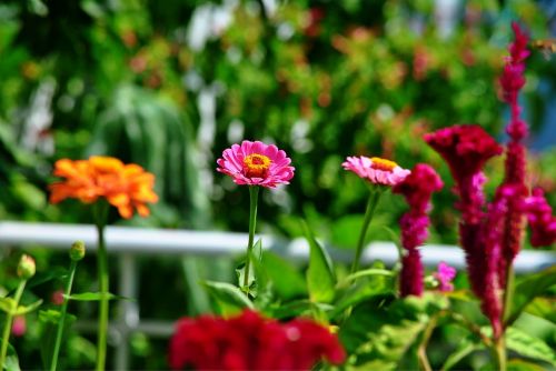 Gėlės, Makro, Gamta, Sodas, Žiedas, Flora, Pavasaris, Rožinis, Vasara, Žiedlapis, Žydėti, Botanika, Dahlia, Violetinė, Geltona, Šviesus, Uždaryti, Sodininkystė, Žalias, Žydi, Botanikos, Augalas, Raudona, Balta, Lapai, Gyvas, Spalvinga, Spalva, Sezoninis, Šviežumas, Natūralus