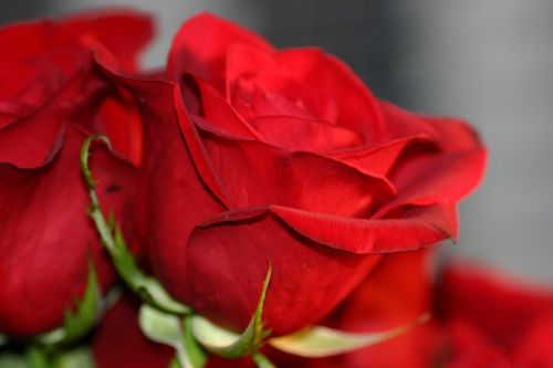 Gėlės, Rožės, Meilė, Valentine, Vestuvės, Raudona, Romantika, Puokštė, Gimtadienis, Vestuvės, Iš Arti, Raudona Roze, Romantiškas