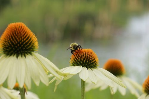 Gėlės, Vabzdžiai, Maitinimas, Bičių, Gamta, Pašaras, Sodas, Vasara, Žiedadulkės, Fauna, Augalas, Pašarų Procesas, Pavasaris