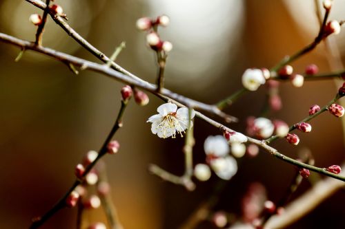 Gėlės, Slyva, Natūralus, Pavasaris, Baltos Gėlės, Balti Slyvų Žiedai, Japonija