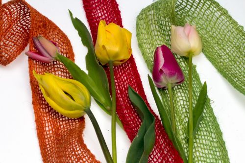 Gėlės, Tulpės, Kompozicija, Flora