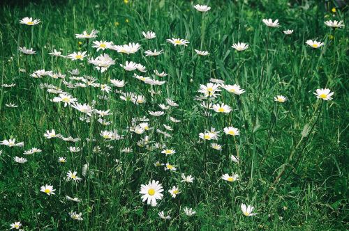Gėlės, Žolė, Daisy
