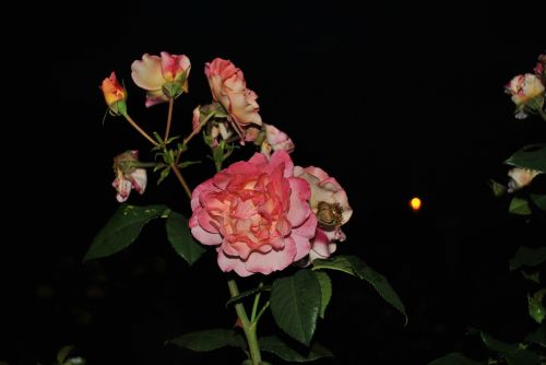 Gėlės, Rožės, Vasara