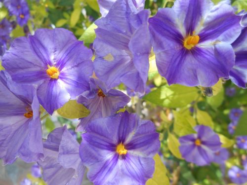 Gėlės, Violets, Laukiniai, Augalai, Violetinės Gėlės, Violetinė, Pavasaris