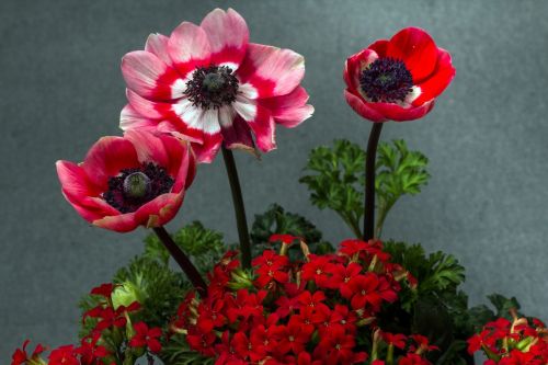 Gėlės, Kalanchoe, Storas Lakštinis Šiltnamio Efektas, Dekoratyvinis Augalas, Gėlių Anemonis