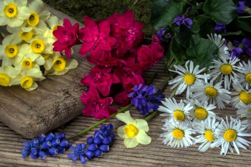 Gėlės, Narcizai, Perl Hiacintas, Pavasaris, Daisy, Mediena