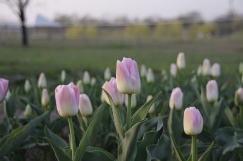 Gėlės, Gamta, Korėjos Respublika, Tulpė, Augalai, Grožis, Rožinė Gėlė