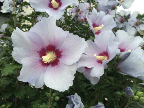 Althaea Rosea, Balta, Raudona Violetinė, Žalias, Yokosuka, Japonija, Gėlės