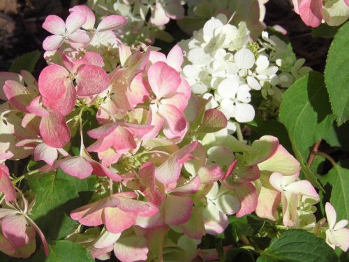 Hortenzija, Gėlės, Balta Rožinė