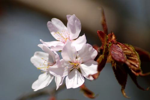 Gėlės, Obuolių Medis, Pavasaris, Filialas, Žydintis Medis, Gyvoji Gamta, Žydėti, Gegužė