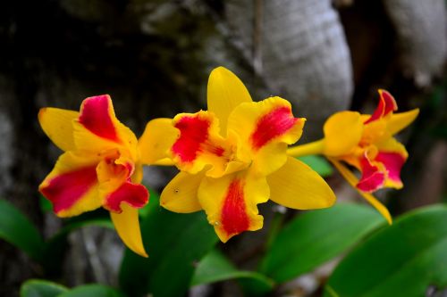 Gėlės, Orchidėja, Gėlė, Gamta, Balti Žiedlapiai, Tailandas