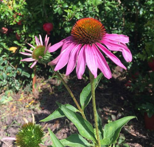 Gėlės, Gamta, Echinacea