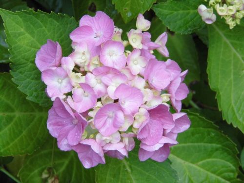 Hortenzija, Gėlės, Violetinė, Rožių Žiedlapiai, Hydrangea Macrophylla