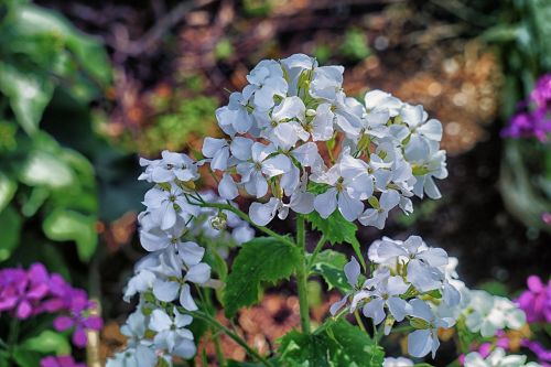 Gėlės, Geraniums, Žiedlapiai, Vasara, Botanika, Žydėjimas, Flora