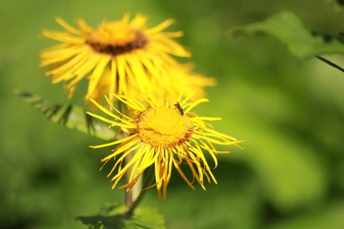 Gėlės, Elecampane, Žiedas