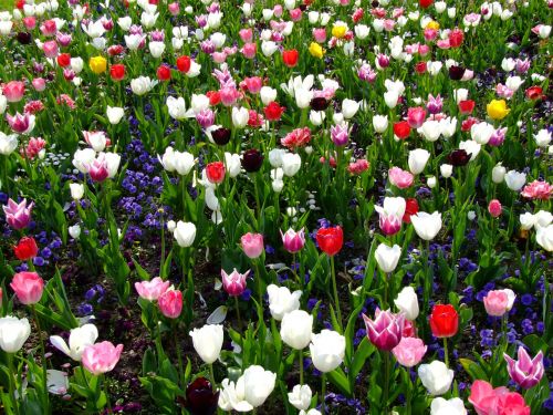 Gėlės, Pavasaris, Tulpės, Geliu Lova, Tulpių Jūra, Pietų Parkas, Diuseldorfas, Vokietija