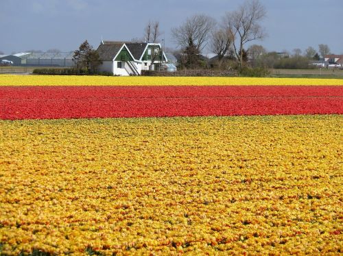 Gėlės, Tulpės, Holland, Pavasaris, Svogūnėliai, Geltona, Raudona