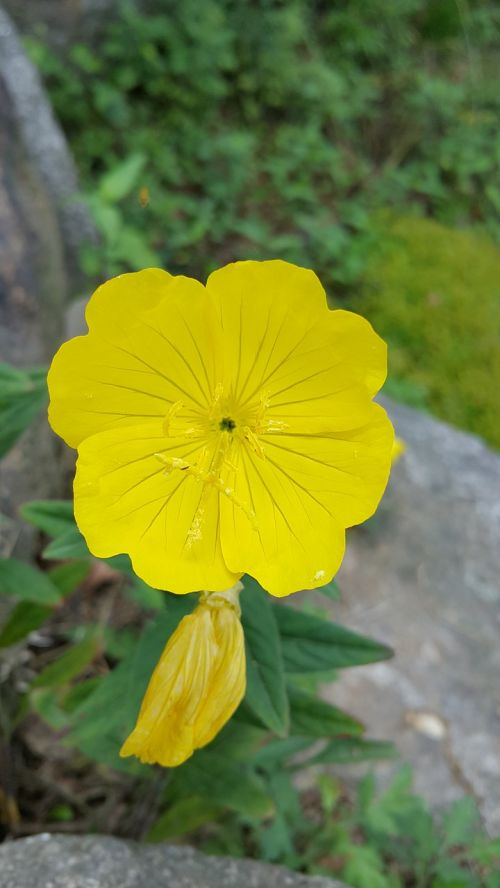 Gėlės, Potentilla Fragarioides, Geltona Gėlė, Laukiniai Augalai
