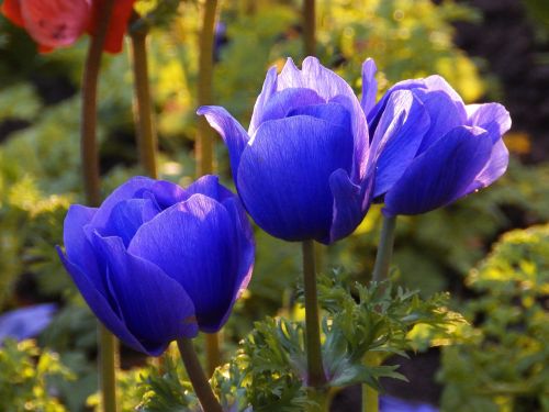 Gėlė, Mėlynas, Gamta, Augalas, Wildflower, Pavasaris