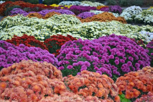 Gėlės, Gėlių Žiedas, Gėlių Kilimas, Chrizantema