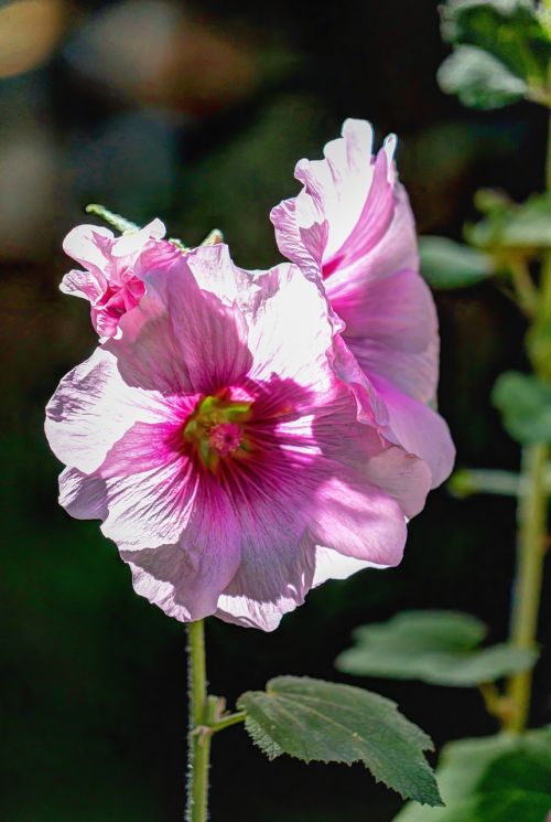 Gėlės, Geranium, Iš Arti, Gamta, Rožinis, Šviesus, Spalvinga, Flora, Botanika, Žiedas, Subtilus, Botanikos