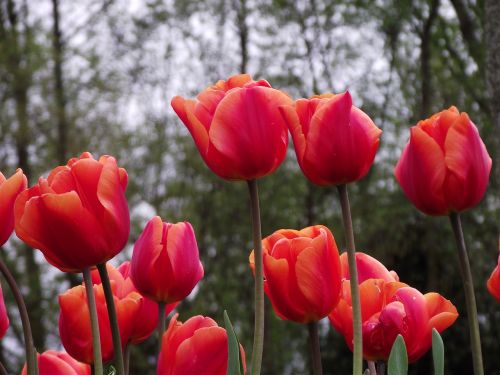 Gėlės, Tulpės, Raudona, Medley