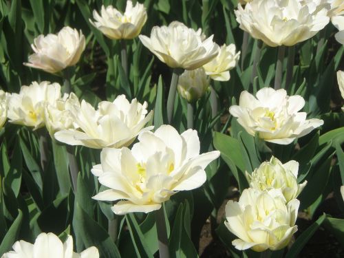 Tulpės, Gėlės, Balta, Lauko Gėlės, Laistymas, Pavasaris