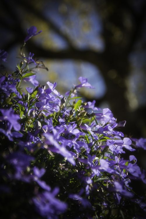 Gėlės, Violetinė, Sodas, Gamta, Flora, Augalas, Žalias