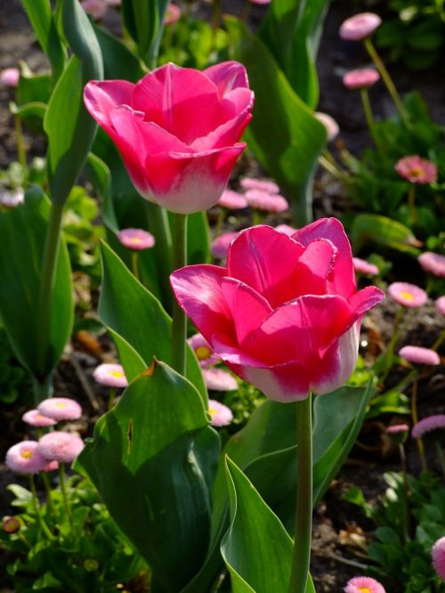 Gėlės, Pavasaris, Tulpės, Geliu Lova, Pietų Parkas, Diuseldorfas, Vokietija