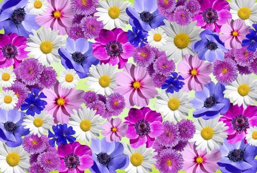 Gėlės, Gamta, Augalas, Baltas Žiedas, Vasara, Purpurinė Gėlė, Daisy, Mažos Gėlės