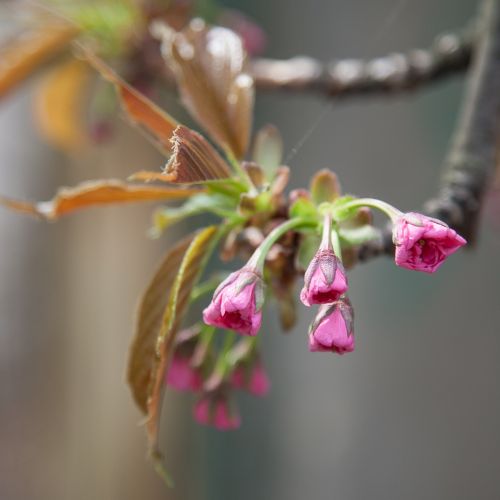 Gėlės, Sakura, Pavasaris, Gamta