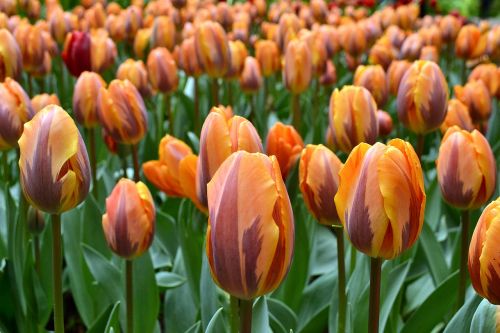 Gėlės, Tulpės, Holland, Pavasaris, Gėlė, Tulpė, Nyderlandai, Oranžinė, Žalias