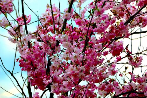 Gėlės, Rožinis, Žiedas, Pavasaris, Medis, Vyšnia, Sakura
