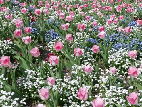 Gėlės, Frankfurtas, Palmių Sodas, Hesse, Vokietija, Geliu Lova, Pavasaris