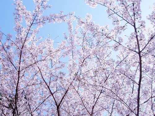 Gėlės, Vyšnia, Pavasario Gėlės, Yoshino Vyšnia, Japonija