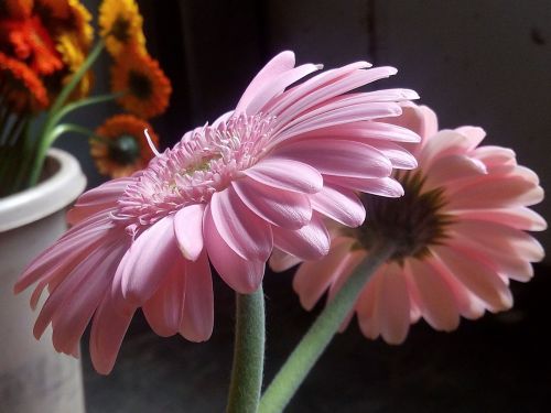 Gėlės, Gerbera, Rožinis