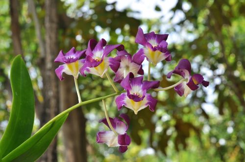 Gėlės, Orchidėja, Gamta
