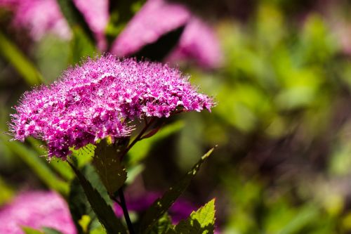 Gėlės, Violetinė, Žiedas, Žydėti