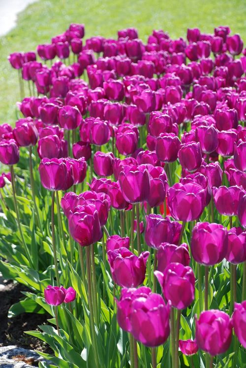 Gėlės, Tulpės, Violetinė, Mūsų, Dienos Šviesa, Violetinės Žiedlapys